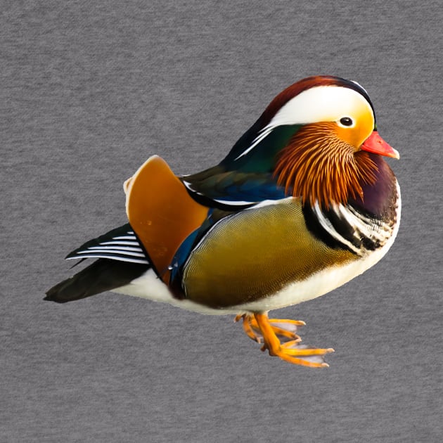 Mandarin duck by kawaii_shop